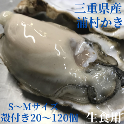 生牡蠣 生牡蠣】【生食用】S～Mサイズ 三重県産 殻付き 浦村かき 20個～120個